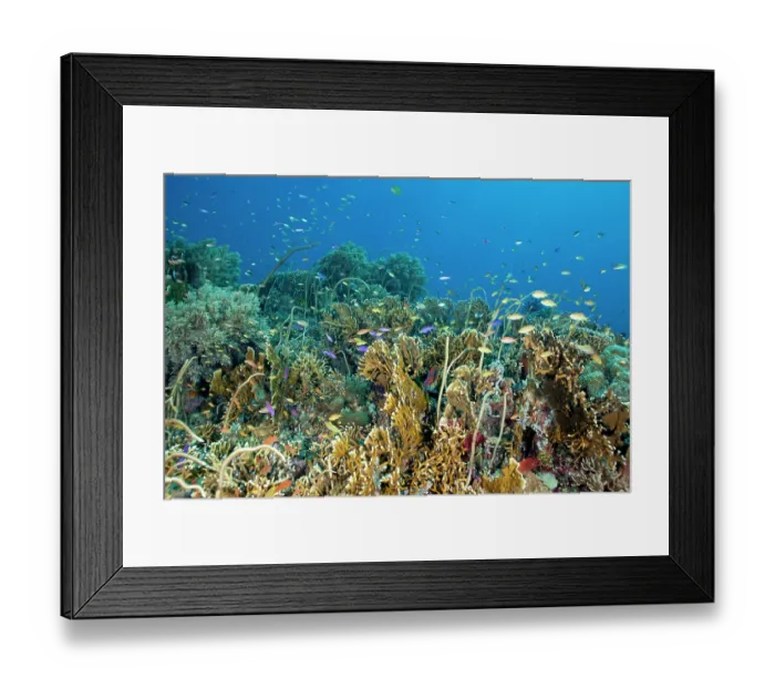 Framed Print : Purple queen anthias (Pseudanthias tuka) Framed Print : Purple queen anthias (Pseudanthias tuka)