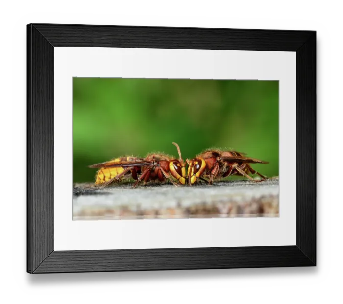Framed Print : Two Hornets (Vespa crabro) feeding, portrait, Dorset, England, UK. September Framed Print : Two Hornets (Vespa crabro) feeding, portrait, Dorset, England, UK. September