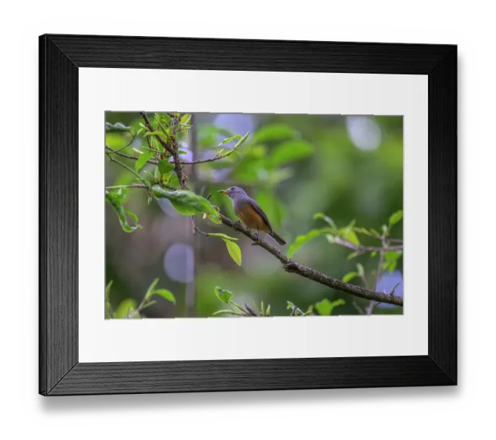 Framed Print : Island monarch (Monarcha cinerascens) perched on branch, Tench Island, Murat Marine Protected Area, New Ireland Province, Papua New Guinea Framed Print : Island monarch (Monarcha cinerascens) perched on branch, Tench Island, Murat Marine Protected Area, New Ireland Province, Papua New Guinea