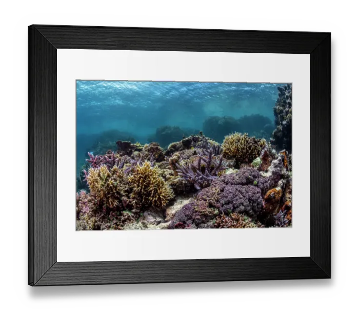 Framed Print : A thriving and diverse coral reef scene, Tanna Island, Vanuatu, Pacific Ocean Framed Print : A thriving and diverse coral reef scene, Tanna Island, Vanuatu, Pacific Ocean