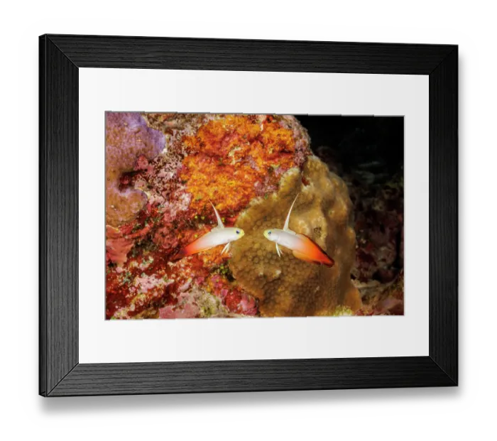 Framed Print : Fire dartfish (Nemateleotris magnifica) pair swimming in reef, Yap, Micronesia, Pacific Ocean Framed Print : Fire dartfish (Nemateleotris magnifica) pair swimming in reef, Yap, Micronesia, Pacific Ocean