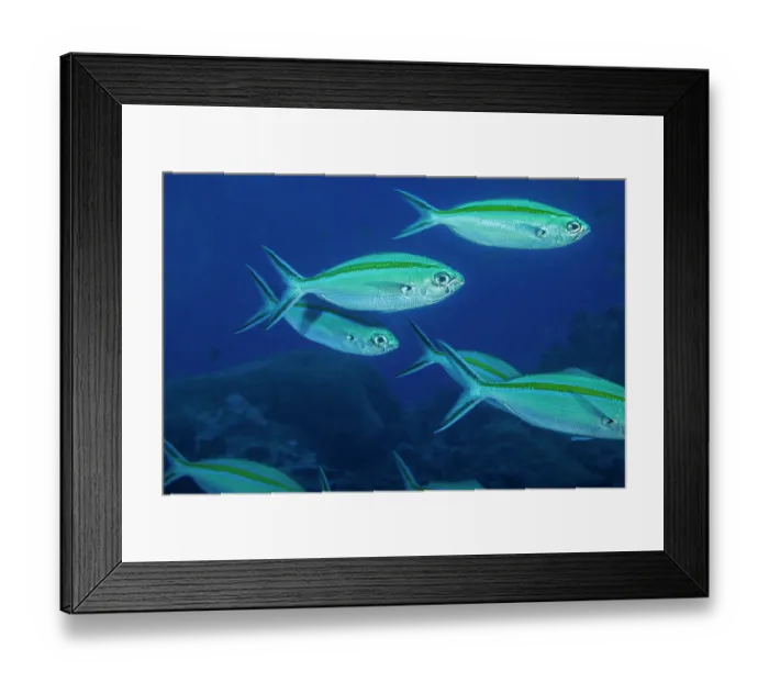 Framed Print : Scissortail fusilier (Caesio caerulaurea) swimming in shoal over reef, Yap, Federated States of Micronesia, Pacific Ocean Framed Print : Scissortail fusilier (Caesio caerulaurea) swimming in shoal over reef, Yap, Federated States of Micronesia, Pacific Ocean