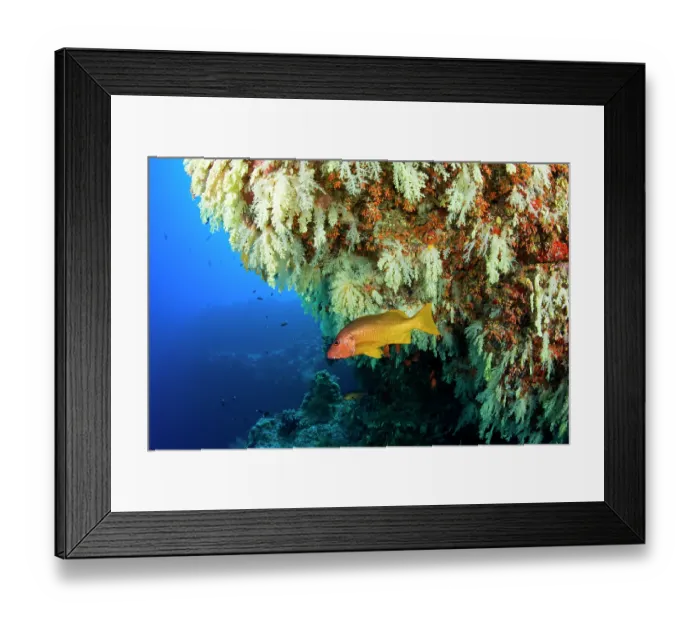 Framed Print : Onespot snapper (Lutjanus monostigma) swimming beside soft corals at entrance to Fotteyo Caves, Maldives, Indian Ocean Framed Print : Onespot snapper (Lutjanus monostigma) swimming beside soft corals at entrance to Fotteyo Caves, Maldives, Indian Ocean