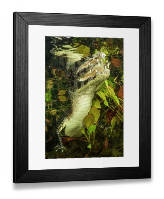 Framed Print : Spectacled caiman (Caiman crocodilus) approaching the surface among aquatic vegetation, Pantanal, Mato Grosso, Brazil Framed Print : Spectacled caiman (Caiman crocodilus) approaching the surface among aquatic vegetation, Pantanal, Mato Grosso, Brazil