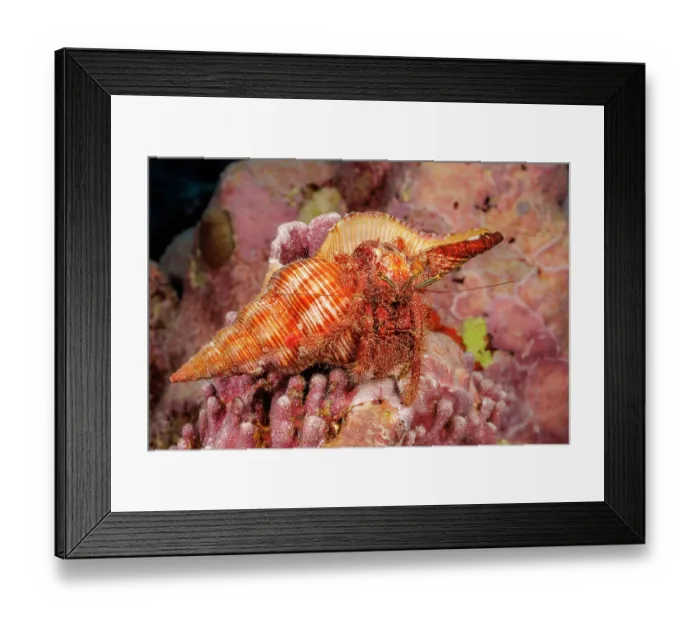 Framed Print : Hairy netted hermit crab (Aniculus retipes) resting on coral reef, Yap, Federated States of Micronesia, Pacific Ocean Framed Print : Hairy netted hermit crab (Aniculus retipes) resting on coral reef, Yap, Federated States of Micronesia, Pacific Ocean
