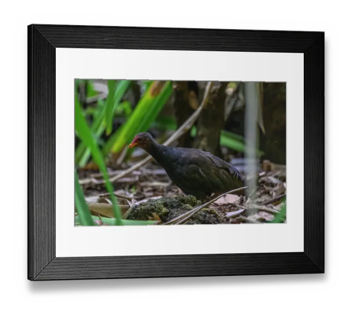 Framed Print : Melanesian megapode (Megapodius eremita) portrait, Tench Island, Murat Marine Protected Area, New Ireland Province, Papua New Guinea Framed Print : Melanesian megapode (Megapodius eremita) portrait, Tench Island, Murat Marine Protected Area, New Ireland Province, Papua New Guinea