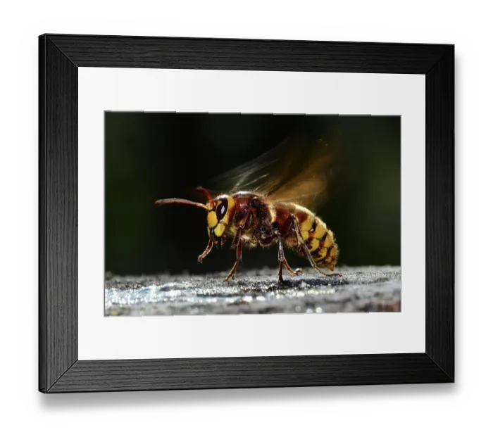Framed Print : Hornet (Vespa crabro) taking flight from log, Dorset, England, UK. October Framed Print : Hornet (Vespa crabro) taking flight from log, Dorset, England, UK. October