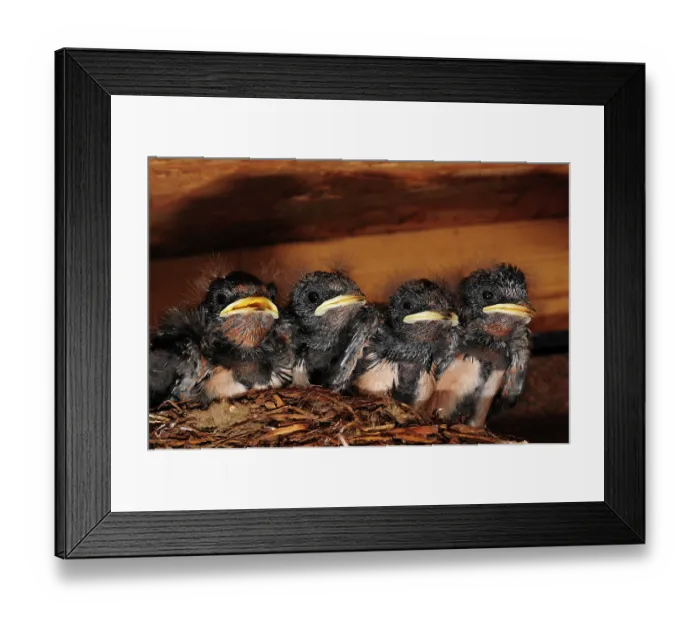 Framed Print : Four Swallow (Hirundo rustica) chicks in nest, Dorset, England, UK. July Framed Print : Four Swallow (Hirundo rustica) chicks in nest, Dorset, England, UK. July