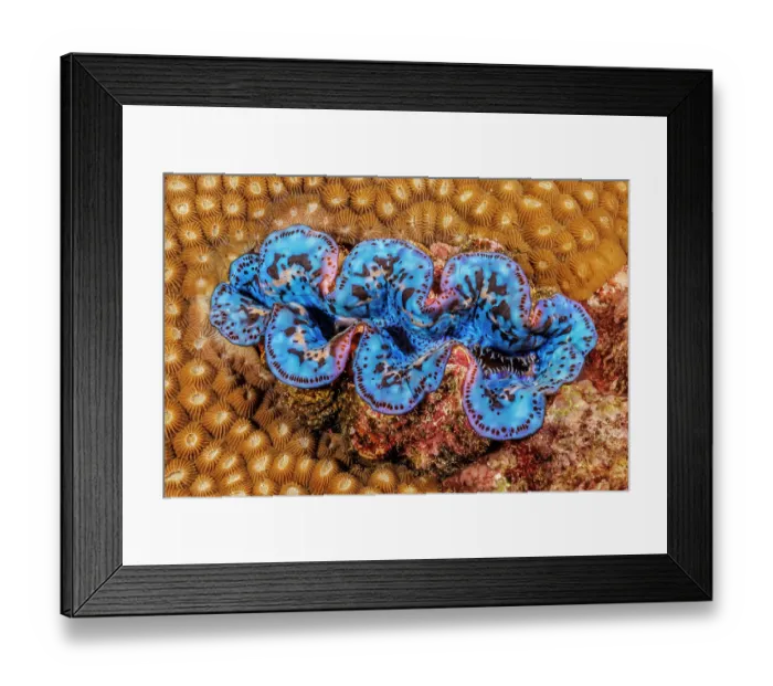 Framed Print : Boring giant clam (Tridacna crocea) surrounded by Coral (Anthozoa sp.), Yap, Federated States of Micronesia, Pacific Ocean Framed Print : Boring giant clam (Tridacna crocea) surrounded by Coral (Anthozoa sp.), Yap, Federated States of Micronesia, Pacific Ocean