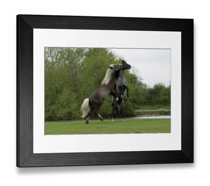 Framed Print : Gypsy vanner colts playfighting on flood plain, Port Meadow, Oxford, Oxfordshire, England, May Framed Print : Gypsy vanner colts playfighting on flood plain, Port Meadow, Oxford, Oxfordshire, England, May