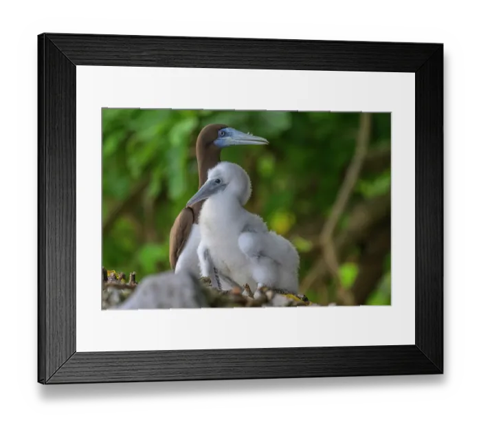 Framed Print : Brown Booby (Sula leucogaster) with its chick on a rock near the ocean, Murat Marine Protected Area, New Ireland Province, Papua New Guinea
