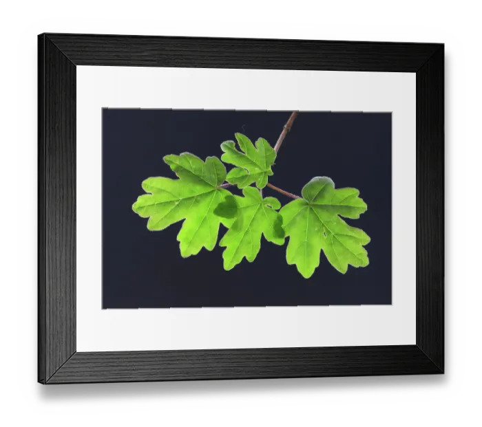 Framed Print : Field maple (Acer campestre) leaves in spring, Dorset, England, UK. April. Studio shot Framed Print : Field maple (Acer campestre) leaves in spring, Dorset, England, UK. April. Studio shot