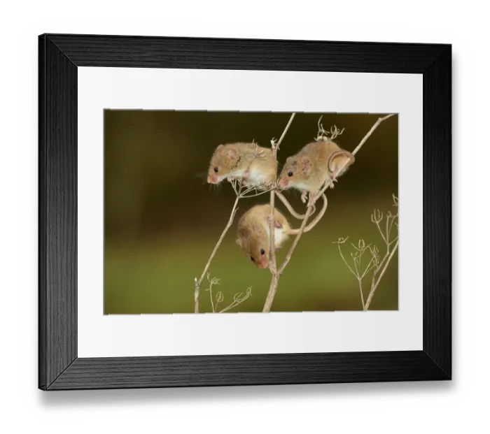 Framed Print : Three Harvest mice (Micromys minutus sorcinus) climbing on plant stem, Dorset, England, UK. February Framed Print : Three Harvest mice (Micromys minutus sorcinus) climbing on plant stem, Dorset, England, UK. February