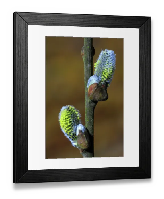 Framed Print : Goat willow (Salix caprea) male catkins in bud, Dorset, England, UK. March Framed Print : Goat willow (Salix caprea) male catkins in bud, Dorset, England, UK. March