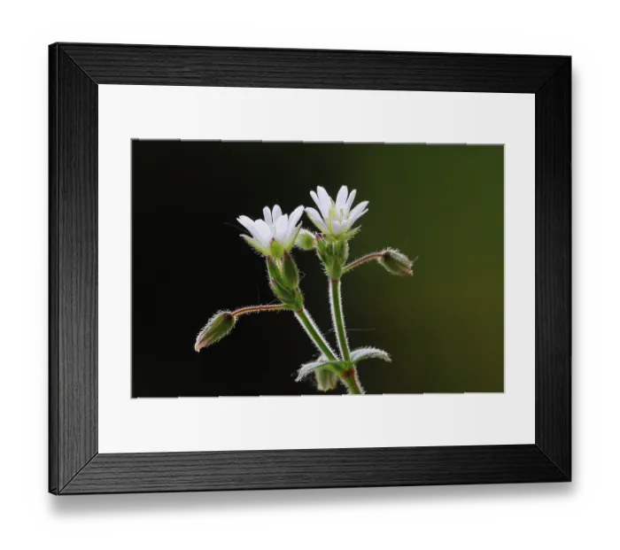 Framed Print : Sticky mouse ear chickweed (Cerastium glomeratum) in flower, Dorset, England, UK. June. Studio shot