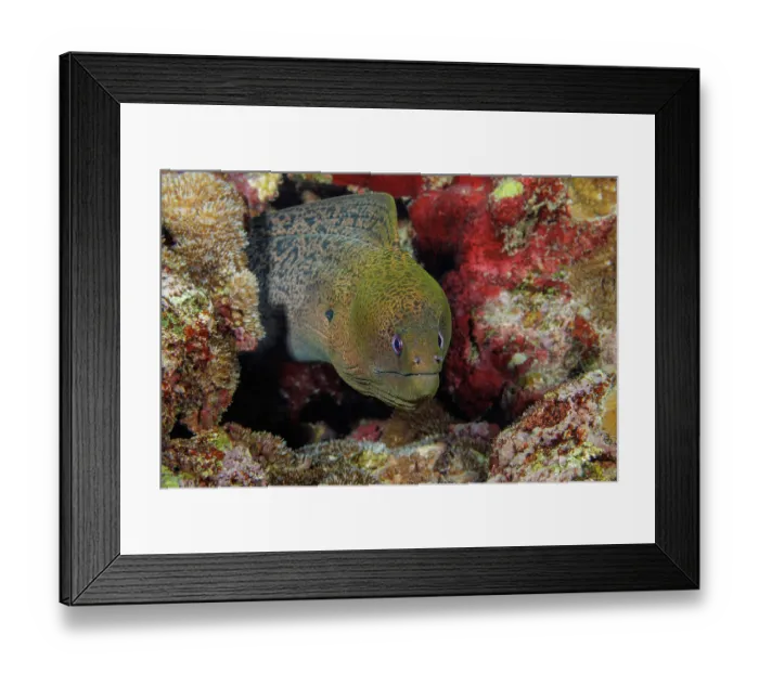 Framed Print : Giant moray eel (Gymnothorax javanicus) peering out of crevice in reef, Yap, Federated States of Micronesia, Pacific Ocean Framed Print : Giant moray eel (Gymnothorax javanicus) peering out of crevice in reef, Yap, Federated States of Micronesia, Pacific Ocean