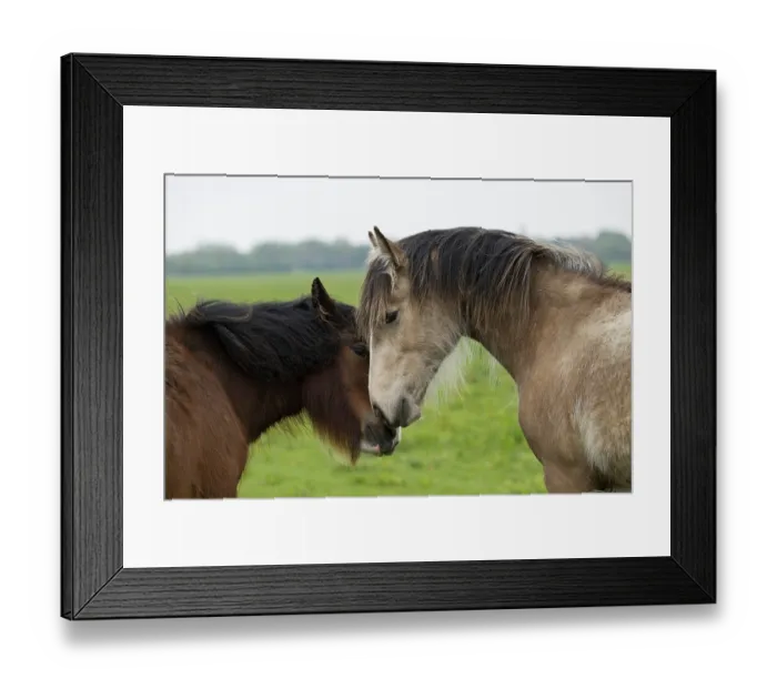Framed Print : Gypsy Vanner colts greeting by touching noses on flood plain, Port Meadow, Oxford, Oxfordshire, England, May Framed Print : Gypsy Vanner colts greeting by touching noses on flood plain, Port Meadow, Oxford, Oxfordshire, England, May