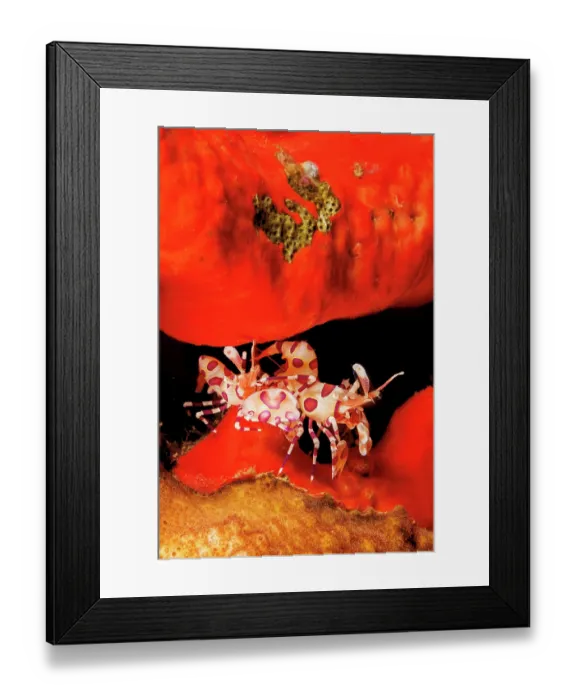 Framed Print : Harlequin shrimps (Hymenocera picta) pair, resting in a crevice of red sponge, Hawaii, Pacific Ocean