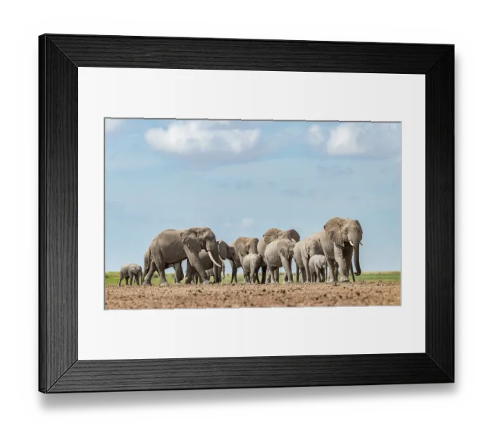 Framed Print : African elephant (Loxodonta africana) herd walking across plain, Amboseli National Park, Kenya. Endangered