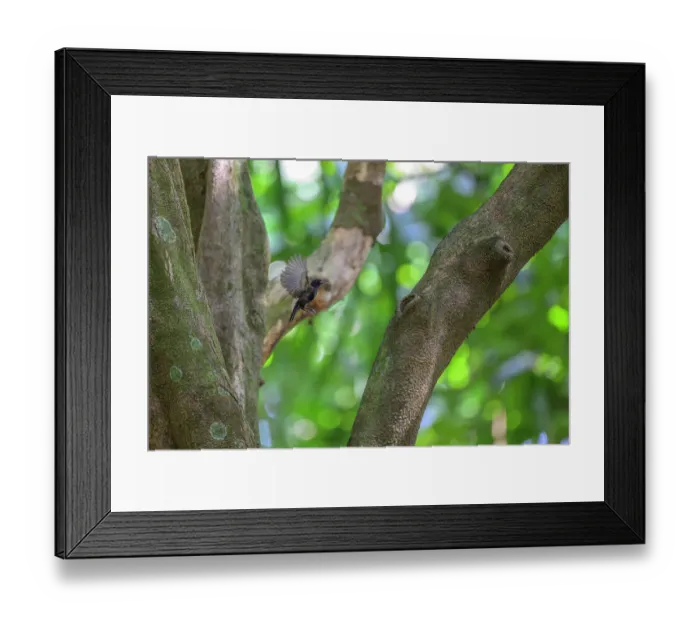 Framed Print : Bismarck black myzomela (Myzomela pammelaena) taking flight, Tench Island, Murat Marine Protected Area, New Ireland Province, Papua New Guinea Framed Print : Bismarck black myzomela (Myzomela pammelaena) taking flight, Tench Island, Murat Marine Protected Area, New Ireland Province, Papua New Guinea
