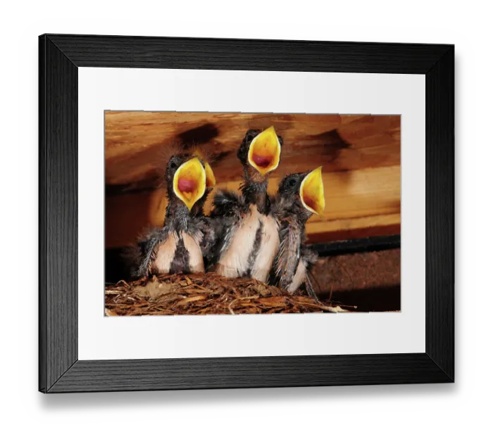 Framed Print : Four Swallow (Hirundo rustica) chicks in nest begging for food, Dorset, England, UK. July Framed Print : Four Swallow (Hirundo rustica) chicks in nest begging for food, Dorset, England, UK. July