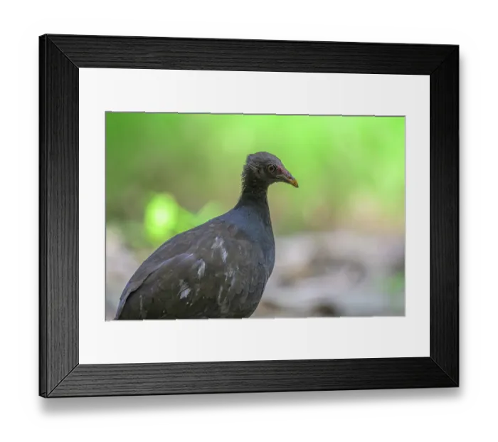Framed Print : Melanesian megapode (Megapodius eremita) portrait, Tench Island, Murat Marine Protected Area, New Ireland Province, Papua New Guinea Framed Print : Melanesian megapode (Megapodius eremita) portrait, Tench Island, Murat Marine Protected Area, New Ireland Province, Papua New Guinea