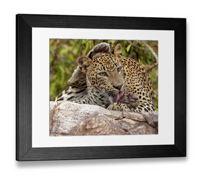 Framed Print : Sri Lankan leopard (Panthera pardus kotiya) juvenile male, resting on a rock grooming, Kumana National Park, Sri Lanka Framed Print : Sri Lankan leopard (Panthera pardus kotiya) juvenile male, resting on a rock grooming, Kumana National Park, Sri Lanka