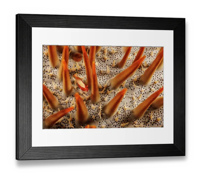 Framed Print : Sea star shimp (Periclimenes soror) between spines of Crown-of-thorns starfish (Acanthaster planci), Yap, Micronesia, Pacific Ocean