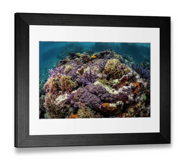 Framed Print : A thriving and diverse coral reef scene, Tanna Island, Vanuatu, Pacific Ocean Framed Print : A thriving and diverse coral reef scene, Tanna Island, Vanuatu, Pacific Ocean