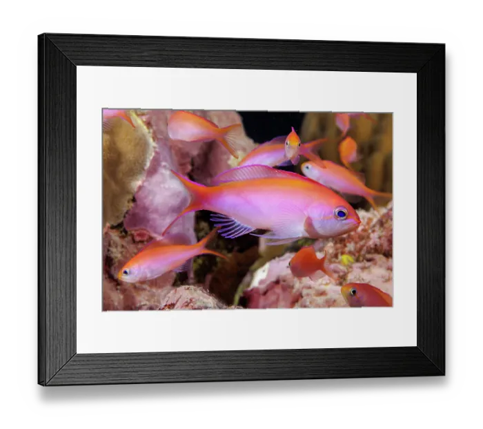 Framed Print : Yellownose slender anthias (Luzonichthys whitleyi) shoaling in reef, Yap, Federated States of Micronesia, Pacific Ocean Framed Print : Yellownose slender anthias (Luzonichthys whitleyi) shoaling in reef, Yap, Federated States of Micronesia, Pacific Ocean