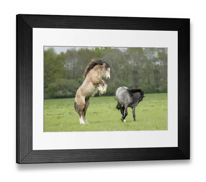 Framed Print : Gypsy vanner colts playfighting on flood plain, Port Meadow, Oxford, Oxfordshire, England, May Framed Print : Gypsy vanner colts playfighting on flood plain, Port Meadow, Oxford, Oxfordshire, England, May