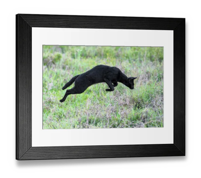 Framed Print : Serval (Leptailurus serval) melanistic, leaping in the air, hunting, Serengeti National Park, Tanzania Framed Print : Serval (Leptailurus serval) melanistic, leaping in the air, hunting, Serengeti National Park, Tanzania