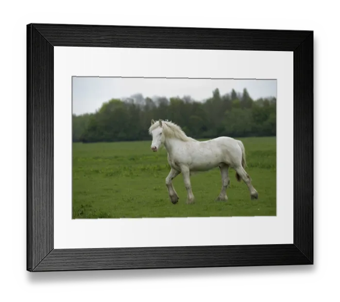 Framed Print : Gypsy Vanner colt cantering on flood plain, Port Meadow, Oxford, Oxfordshire, England, May Framed Print : Gypsy Vanner colt cantering on flood plain, Port Meadow, Oxford, Oxfordshire, England, May