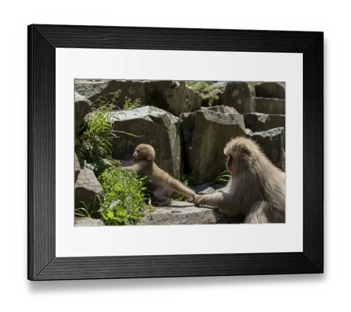 Framed Print : Japanese macaque (Macaca fuscata) mother holding onto leg of infant near hot springs of Jikogudani Monkey Park, Nagano Prefecture, Japan, June Framed Print : Japanese macaque (Macaca fuscata) mother holding onto leg of infant near hot springs of Jikogudani Monkey Park, Nagano Prefecture, Japan, June