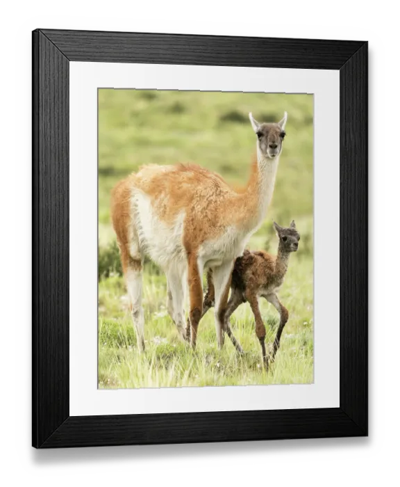 Framed Print : Guanaco (Lama guanicoe) female and newborn infant in grassland, portrait, private estancia outside of Torres del Paine National Park, Patagonia, Chile Framed Print : Guanaco (Lama guanicoe) female and newborn infant in grassland, portrait, private estancia outside of Torres del Paine National Park, Patagonia, Chile