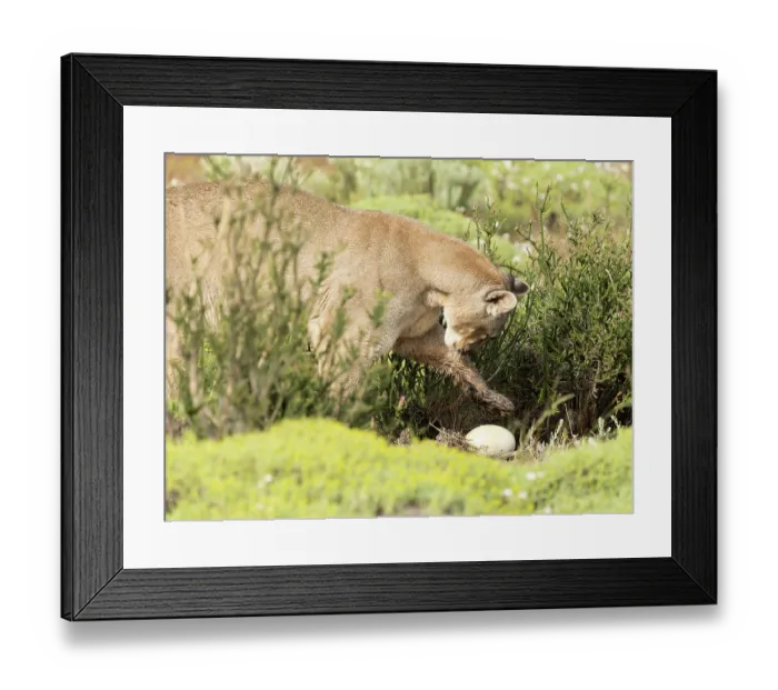 Framed Print : Puma (Puma concolor), female, feeding on Rhea eggs, private estancia outside of Torres del Paine National Park, Patagonia, Chile Framed Print : Puma (Puma concolor), female, feeding on Rhea eggs, private estancia outside of Torres del Paine National Park, Patagonia, Chile