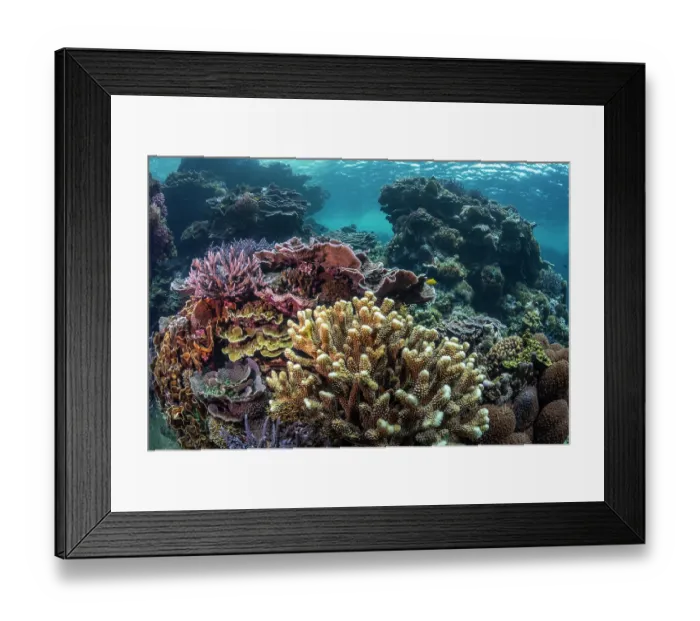 Framed Print : A thriving and diverse coral reef scene, Tanna Island, Vanuatu, Pacific Ocean Framed Print : A thriving and diverse coral reef scene, Tanna Island, Vanuatu, Pacific Ocean