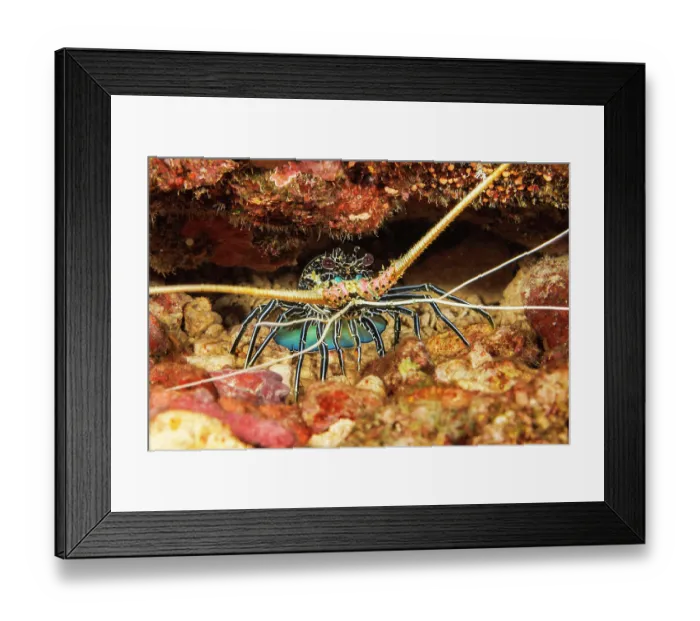 Framed Print : Painted spiny lobster (Panulirus versicolor) looking out of cavern entrance in reef, Yap, Micronesia, Pacific Ocean Framed Print : Painted spiny lobster (Panulirus versicolor) looking out of cavern entrance in reef, Yap, Micronesia, Pacific Ocean