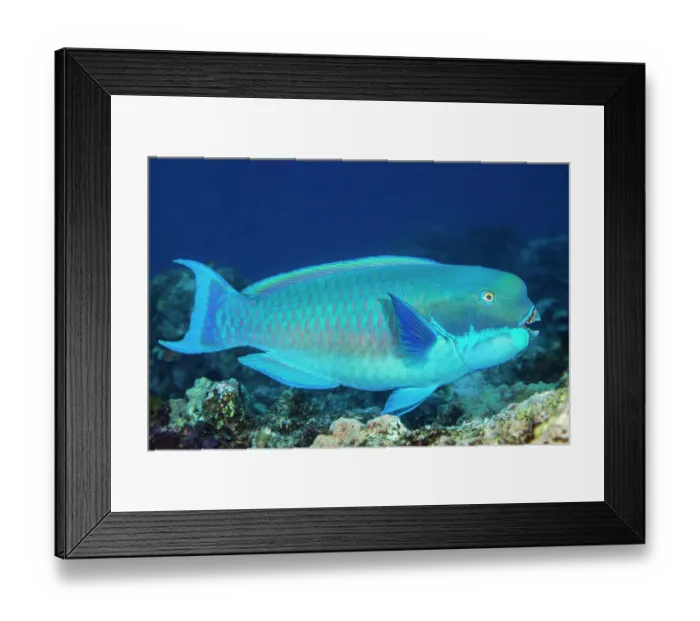 Framed Print : Steephead Parrotfish (Chlorurus microrhinos) male swimming above reef, Yap, Federated States of Micronesia, Pacific Ocean Framed Print : Steephead Parrotfish (Chlorurus microrhinos) male swimming above reef, Yap, Federated States of Micronesia, Pacific Ocean