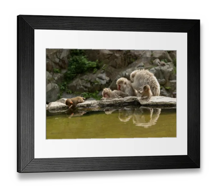 Framed Print : Japanese macaques (Macaca fuscata) grooming as infants play beside hot spring, Jikogudani Monkey Park, Nagano Prefecture, Japan, June Framed Print : Japanese macaques (Macaca fuscata) grooming as infants play beside hot spring, Jikogudani Monkey Park, Nagano Prefecture, Japan, June