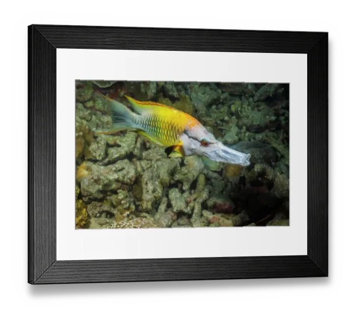 Framed Print : Slingjaw wrasse (Epibulus insidiator) female swimming over reef, Yap, Micronesia, Pacific Ocean Framed Print : Slingjaw wrasse (Epibulus insidiator) female swimming over reef, Yap, Micronesia, Pacific Ocean