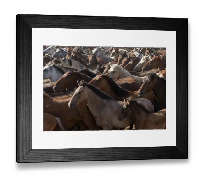 Framed Print : Retuerta horse mares and colts being herded during La Saca de Las Yeguas, Donana National Park, Andalusia, Spain, June. Herding has taken place annually since 1504 Framed Print : Retuerta horse mares and colts being herded during La Saca de Las Yeguas, Donana National Park, Andalusia, Spain, June. Herding has taken place annually since 1504