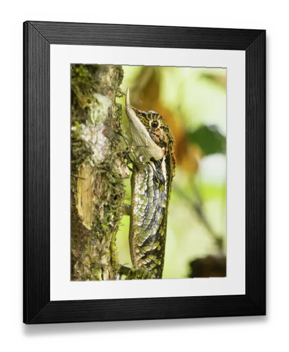 Framed Print : Rhino-horned lizard (Ceratophora stoddartii) resting on tree trunk, Horton Plains National Park, Sri Lanka Framed Print : Rhino-horned lizard (Ceratophora stoddartii) resting on tree trunk, Horton Plains National Park, Sri Lanka