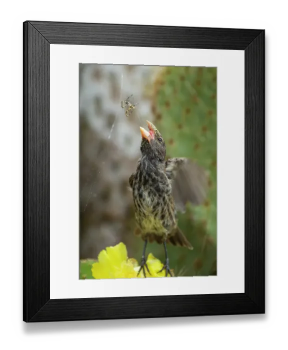 Framed Print : Darwin's Genovesa cactus finch (Geospiza propinqua) catching an Orb spider (Araneidae) in its web, Genovesa Island, Galapagos Islands Framed Print : Darwin's Genovesa cactus finch (Geospiza propinqua) catching an Orb spider (Araneidae) in its web, Genovesa Island, Galapagos Islands