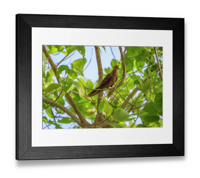 Framed Print : Mackinlay's cuckoo-dove (Macropygia mackinlayi arossi) perched in tree, Mussau Island, New Ireland Province, Papua New Guinea Framed Print : Mackinlay's cuckoo-dove (Macropygia mackinlayi arossi) perched in tree, Mussau Island, New Ireland Province, Papua New Guinea