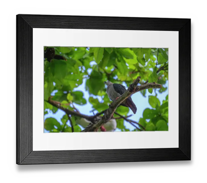 Framed Print : Pacific imperial-pigeon (Ducula pacifica) perched in tree, Tench Island, Murat Marine Protected Area, Murat, New Ireland Province, Papua New Guinea Framed Print : Pacific imperial-pigeon (Ducula pacifica) perched in tree, Tench Island, Murat Marine Protected Area, Murat, New Ireland Province, Papua New Guinea