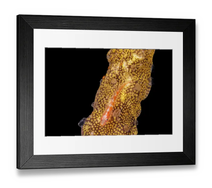 Framed Print : Whip coral goby (Bryaninops amplus) resting on Colonial tunicate (Botrylloides sp.), Yap, Federated States of Micronesia, Pacific Ocean Framed Print : Whip coral goby (Bryaninops amplus) resting on Colonial tunicate (Botrylloides sp.), Yap, Federated States of Micronesia, Pacific Ocean