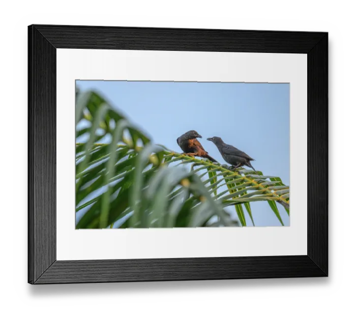 Framed Print : Two Atoll starlings (Aplonis feadensis heureka) perched in Palm tree interacting, Tench Island, Murat Marine Protected Area, New Ireland Province, Papua New Guinea Framed Print : Two Atoll starlings (Aplonis feadensis heureka) perched in Palm tree interacting, Tench Island, Murat Marine Protected Area, New Ireland Province, Papua New Guinea