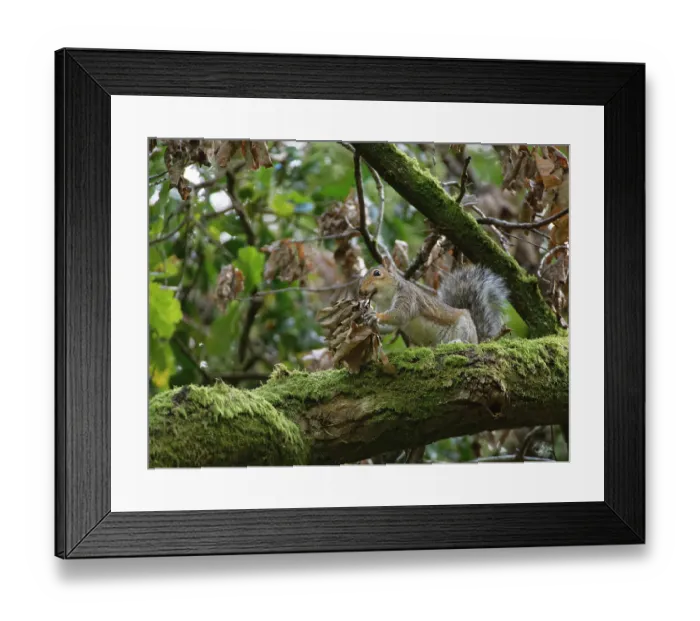 Framed Print : Grey squirrel (Sciurus carolinensis) collecting a bunch of dead leaves for its nest, Nagshead RSPB Reserve, Forest of Dean, Gloucestershire, England, UK. October Framed Print : Grey squirrel (Sciurus carolinensis) collecting a bunch of dead leaves for its nest, Nagshead RSPB Reserve, Forest of Dean, Gloucestershire, England, UK. October