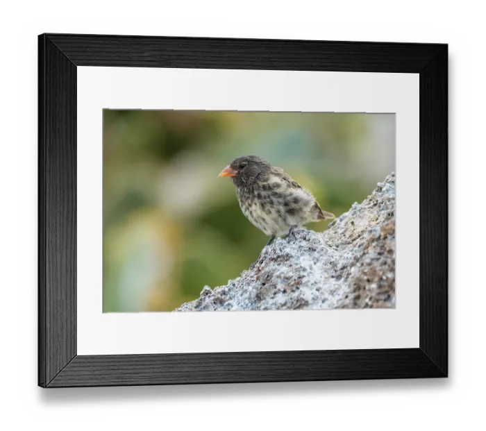 Framed Print : Darwin's Genovesa ground finch (Geospiza acutirostris) perched on rock, Genovesa Island, Galapagos Islands Framed Print : Darwin's Genovesa ground finch (Geospiza acutirostris) perched on rock, Genovesa Island, Galapagos Islands